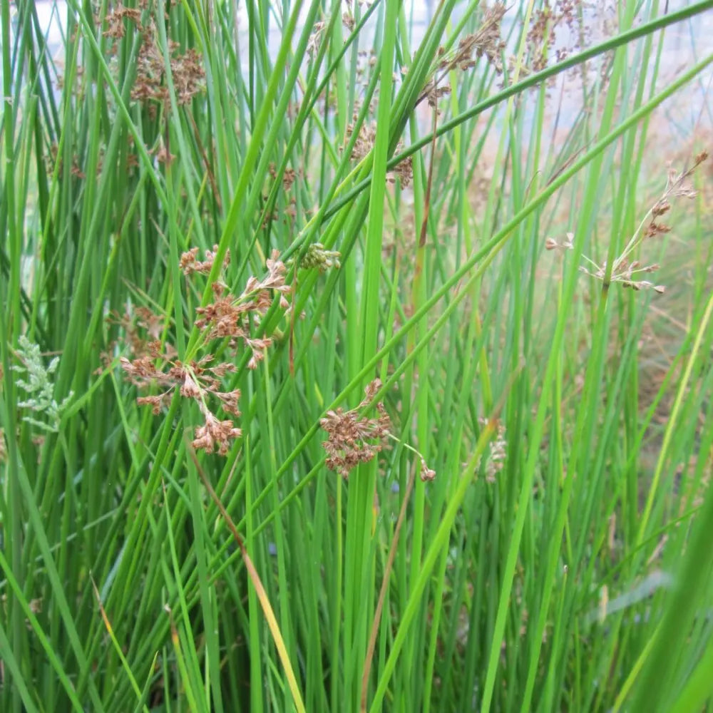 Juncus effusus | Soft rush | Marginal Plant