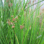 Juncus effusus | Soft rush | Marginal Plant