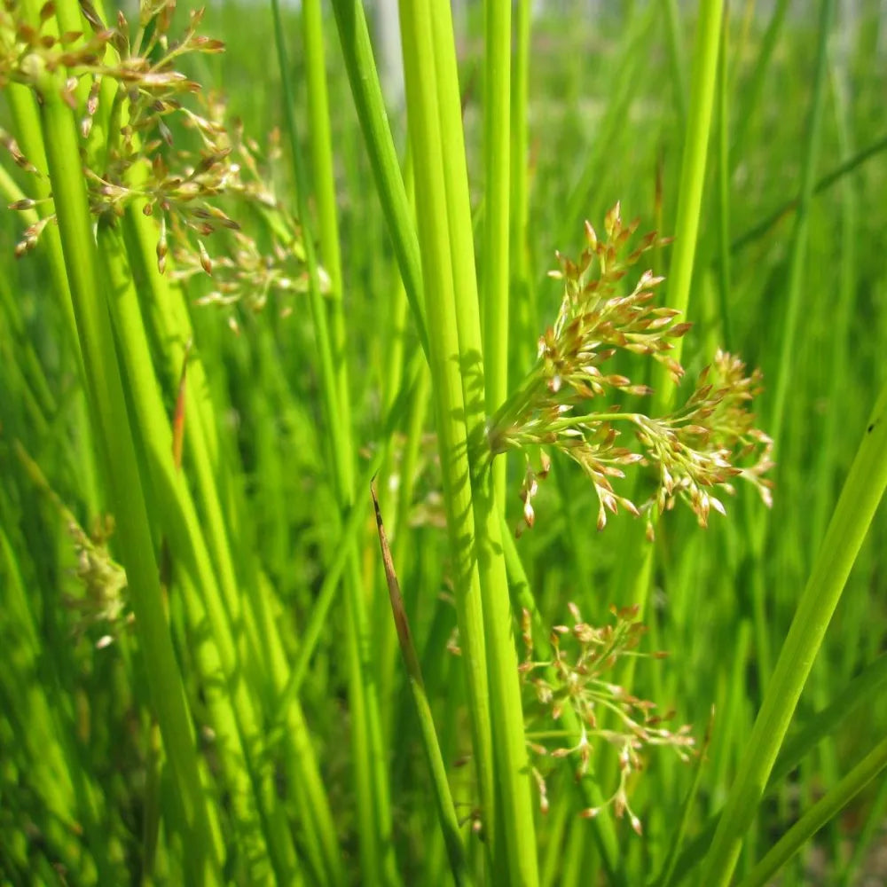 Juncus effusus | Soft rush | Marginal Plant