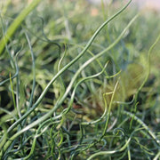 Juncus effusus ‘Spiralis’ | Corkscrew rush | Marginal Plant