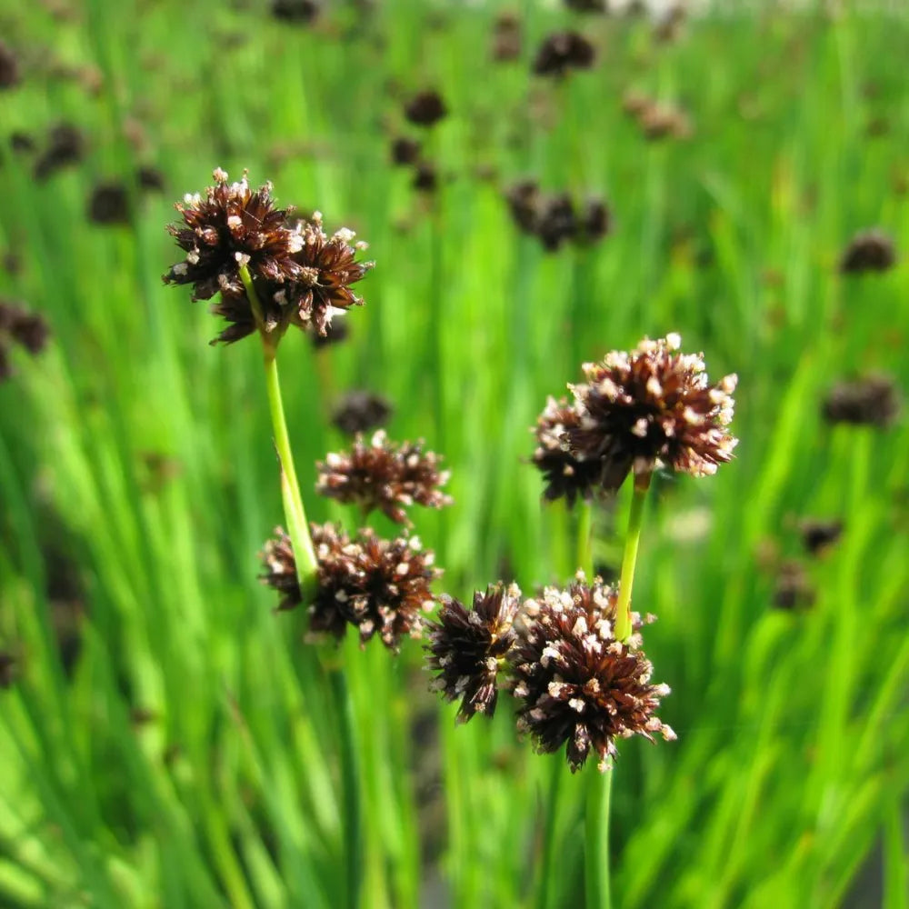 Juncus ensifolius | Sword‑leaf rush | Marginal Plant