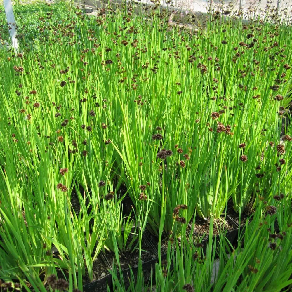 Juncus ensifolius | Sword‑leaf rush | Marginal Plant