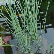 Juncus inflexus | Hard rush | Marginal Plant