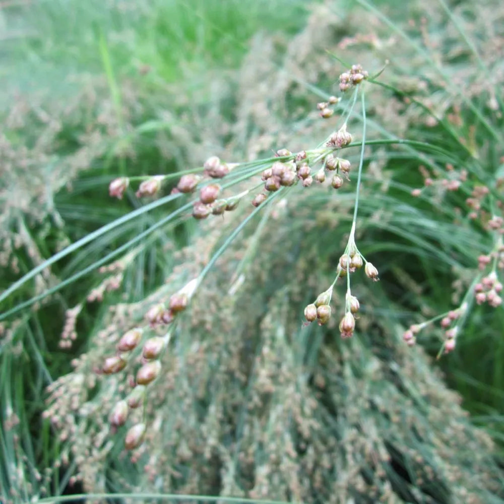 Juncus maritimus | Sea rush | Marginal Plant