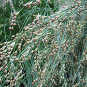 Juncus maritimus | Sea rush | Marginal Plant