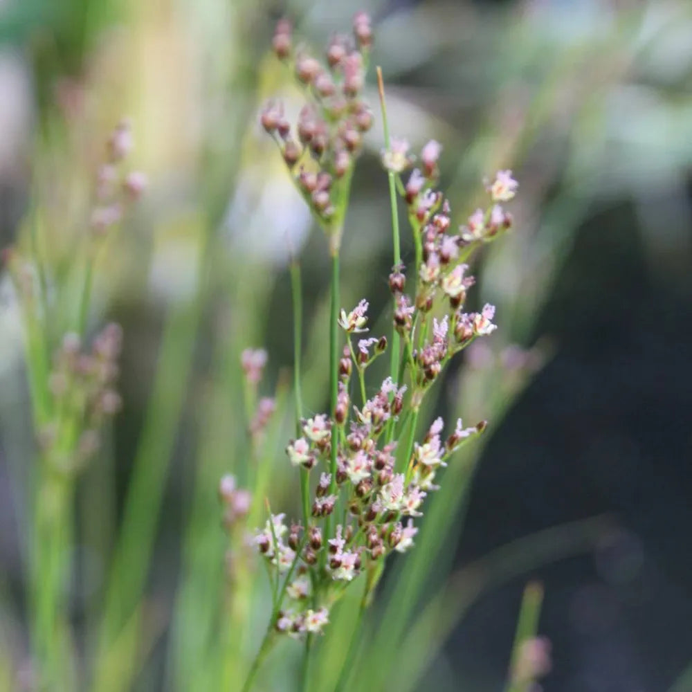 Juncus maritimus | Sea rush | Marginal Plant