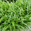 Lilaeopsis brasiliensis | Brazilian micro‑sword | Oxygenating Marginal Plant