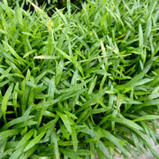 Lilaeopsis brasiliensis | Brazilian micro‑sword | Oxygenating Marginal Plant