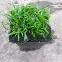 Lilaeopsis brasiliensis | Brazilian micro‑sword | Oxygenating Marginal Plant