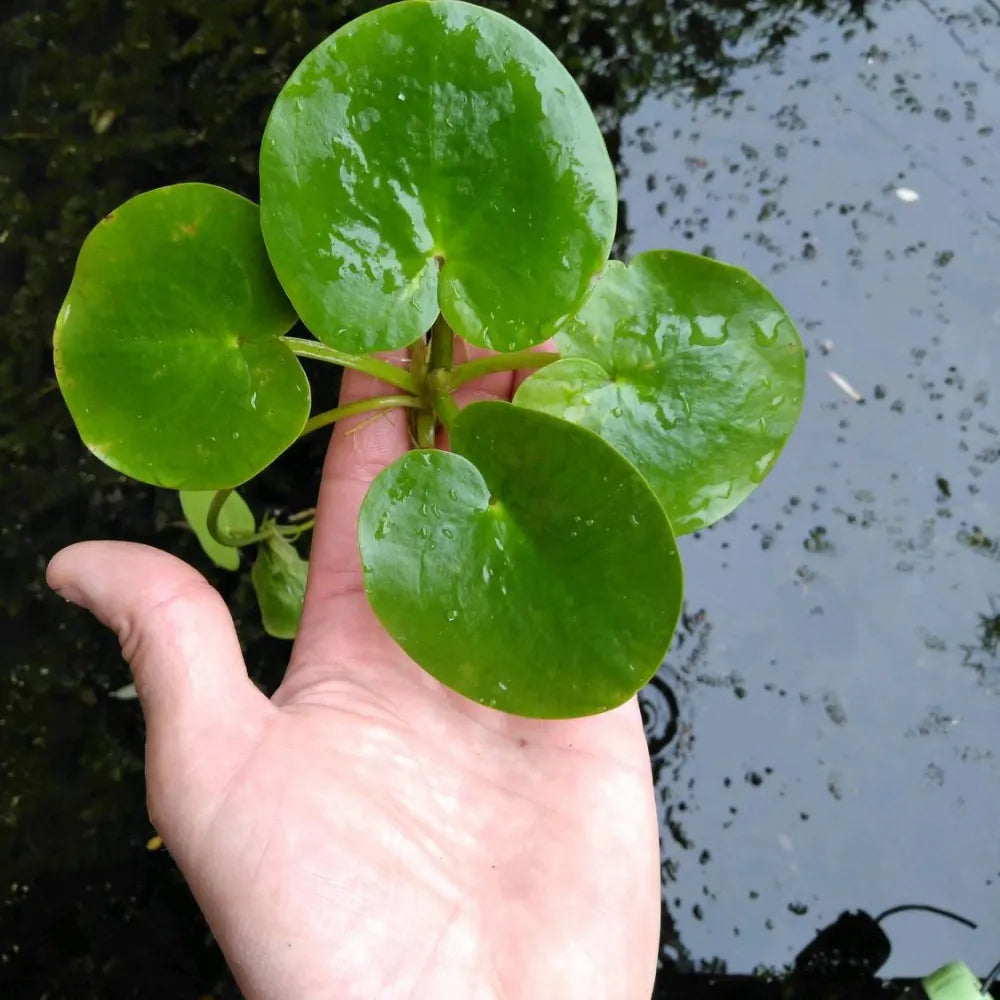 Limnobium laevigatum | Amazon frogbit | Floating Plant – Woven Wood