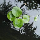 Limnobium laevigatum | Amazon frogbit | Floating Plant