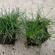 Littorella uniflora | Shoreweed | Marginal Plant