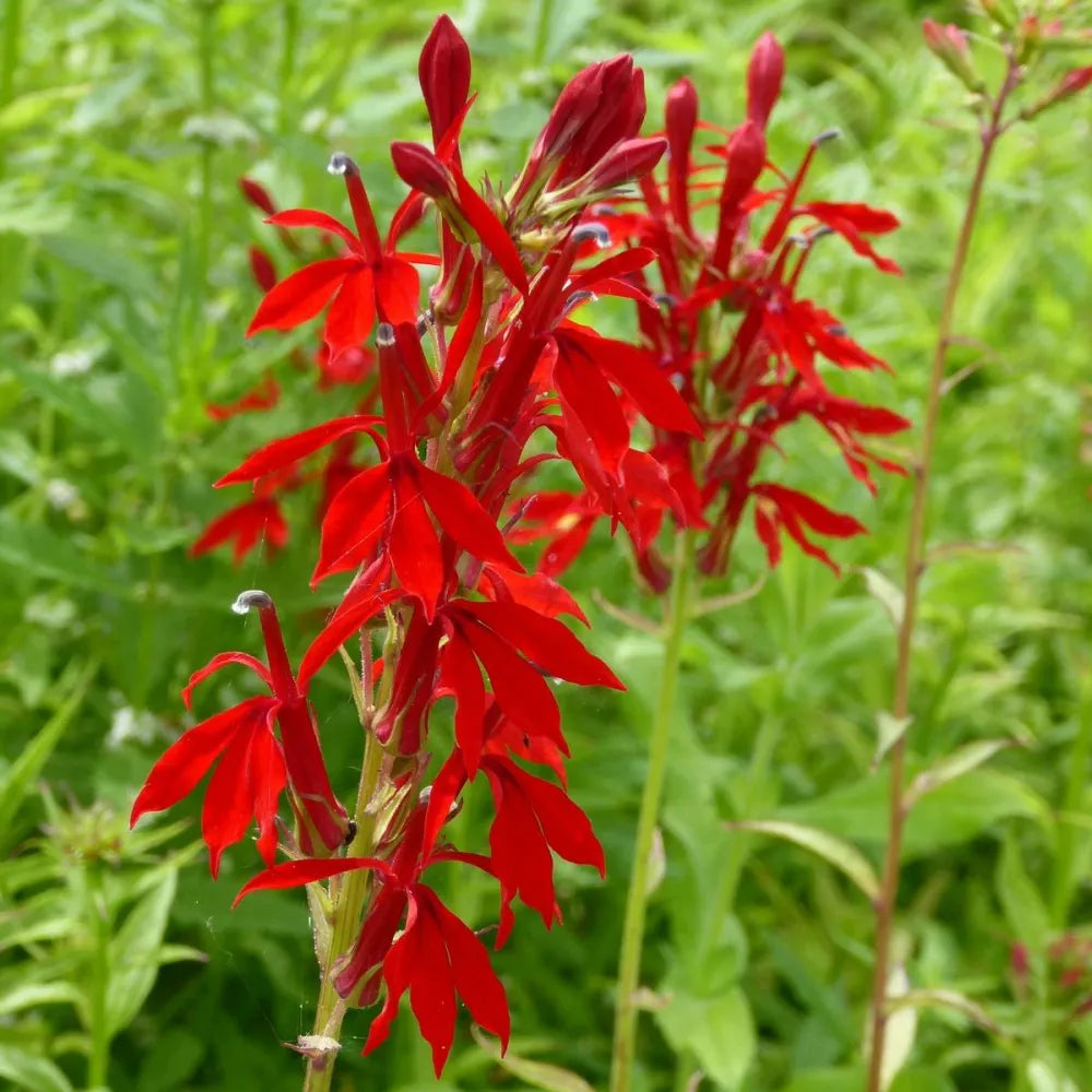 Mimulus cardinalis | Scarlet monkey‑flower | Marginal Plant
