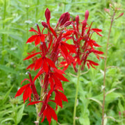 Mimulus cardinalis | Scarlet monkey‑flower | Marginal Plant