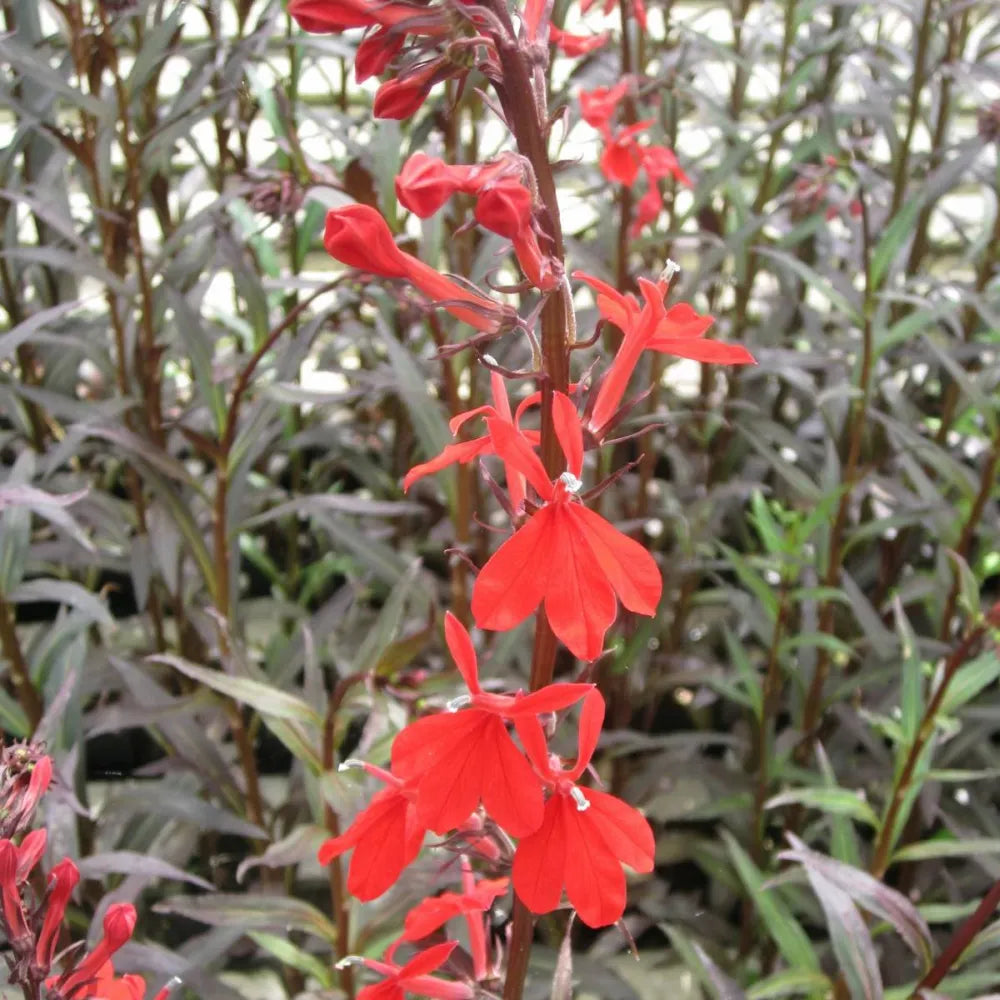 Lobelia fulgens ‘Queen Victoria’ | ‘Queen Victoria’ cardinal lobelia | Marginal Plant