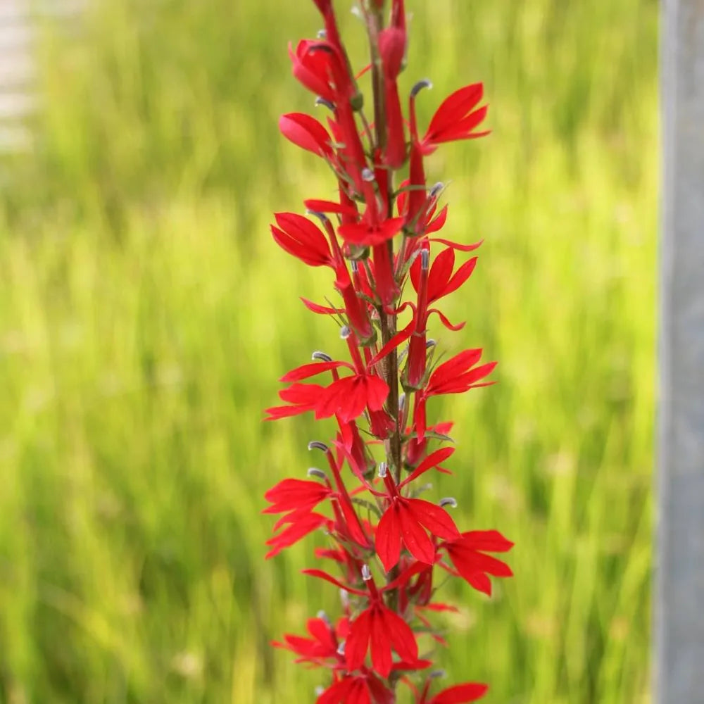 Lobelia fulgens ‘Queen Victoria’ | ‘Queen Victoria’ cardinal lobelia | Marginal Plant