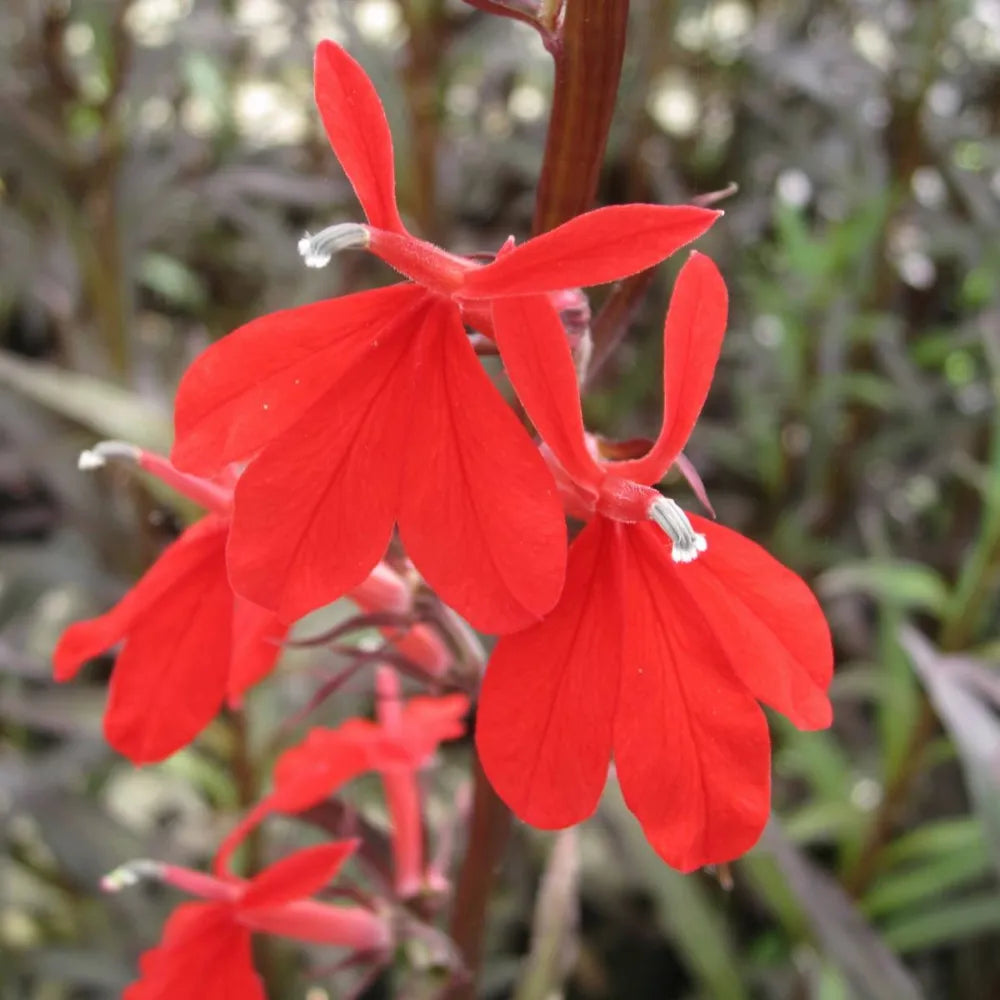 Lobelia fulgens ‘Queen Victoria’ | ‘Queen Victoria’ cardinal lobelia | Marginal Plant