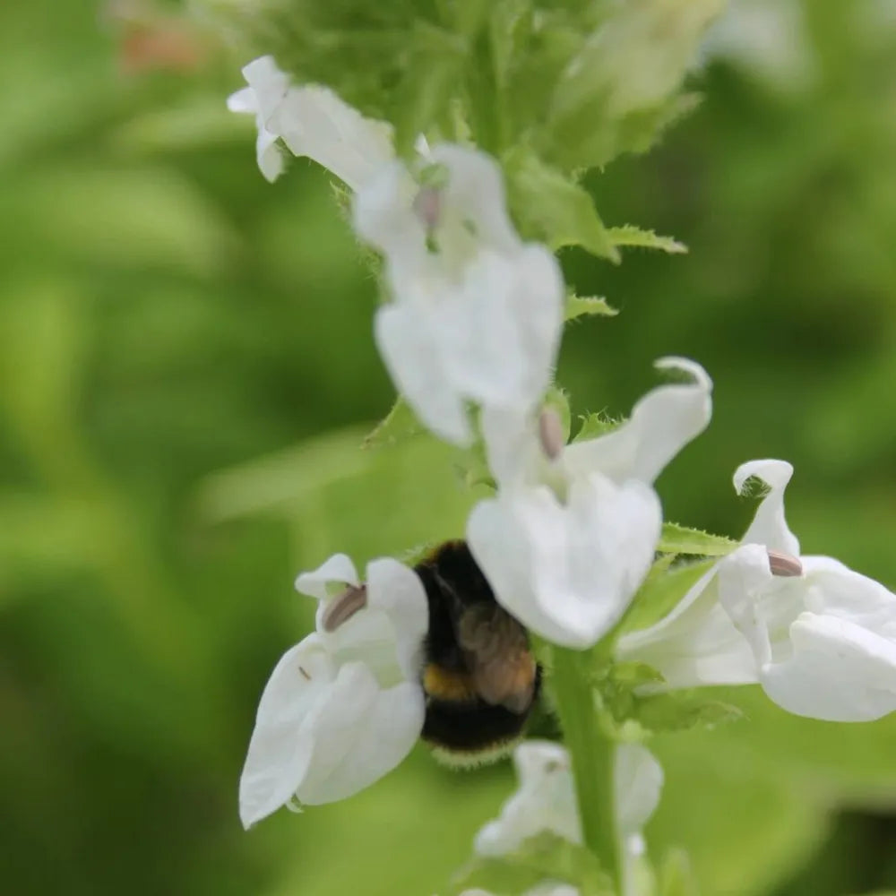 Lobelia siphilitica ‘Alba’ | White great lobelia | Marginal Plant