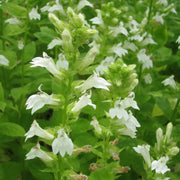 Lobelia siphilitica ‘Alba’ | White great lobelia | Marginal Plant