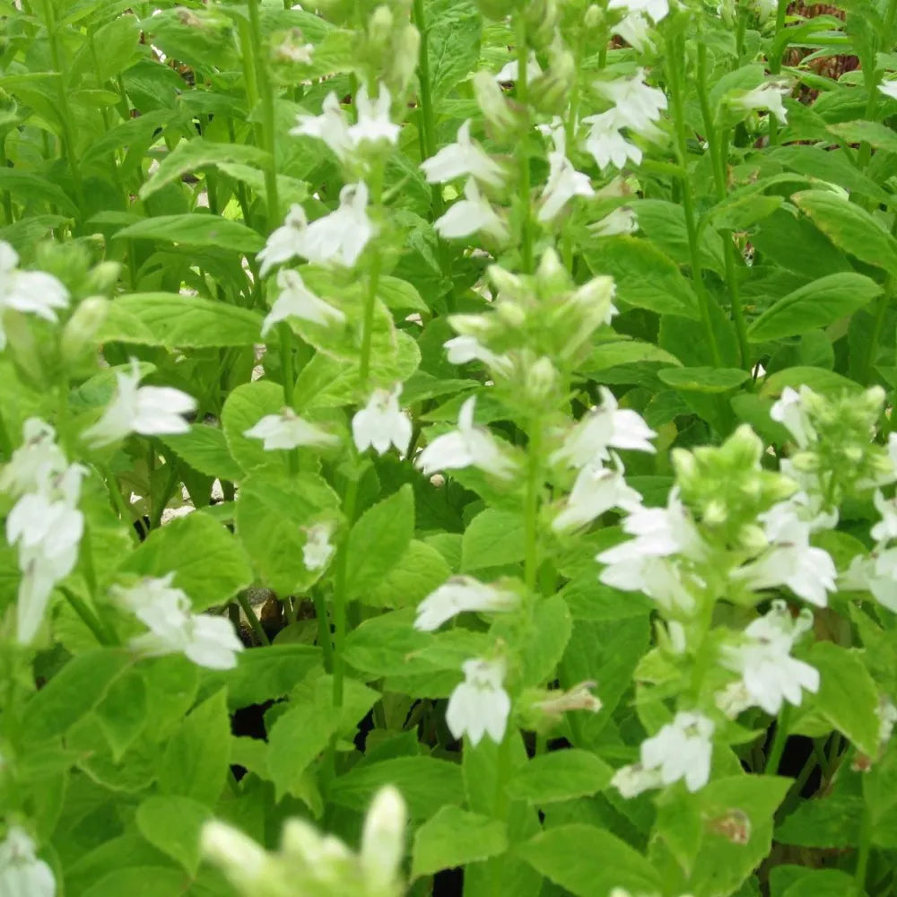 Lobelia siphilitica ‘Alba’ | White great lobelia | Marginal Plant