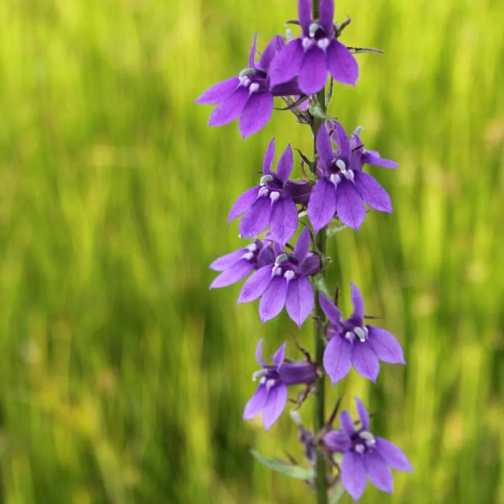 Lobelia vedrariensis | Purple bog lobelia | Marginal Plant – Woven Wood