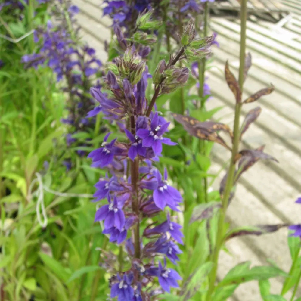 Lobelia vedrariensis | Purple bog lobelia | Marginal Plant – Woven Wood