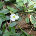 Luronium natans | Floating water‑plantain | Marginal Plant