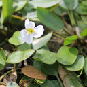 Luronium natans | Floating water‑plantain | Marginal Plant