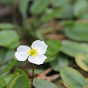Luronium natans | Floating water‑plantain | Marginal Plant