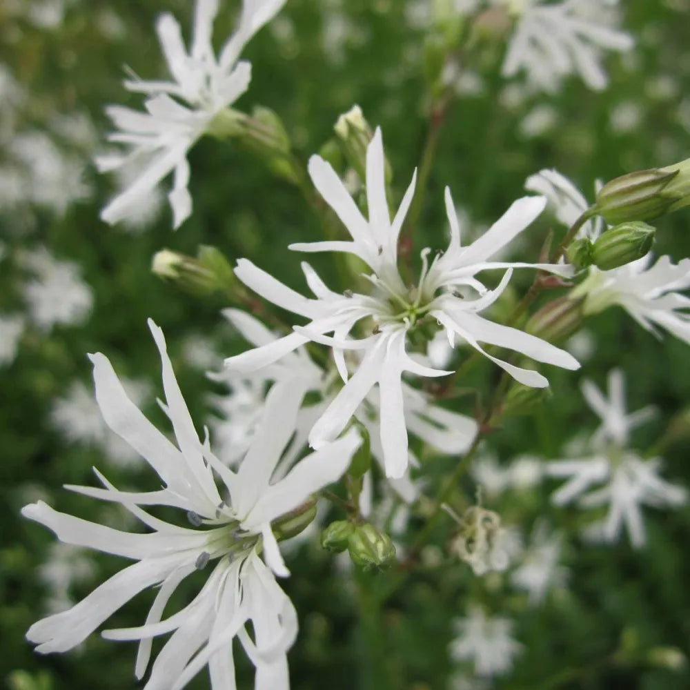 Lychnis flos‑cuculi ‘White Robin’ | White ragged‑robin | Marginal Plant