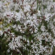 Lychnis flos‑cuculi ‘White Robin’ | White ragged‑robin | Marginal Plant