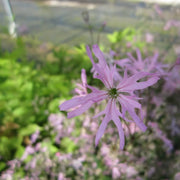 Lychnis flos‑cuculi | Ragged‑robin | Marginal Plant