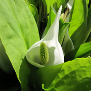 Lysichiton camtschatcensis | Asian (white) skunk cabbage | Marginal Plant