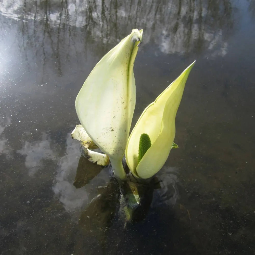 Lysichiton camtschatcensis | Asian (white) skunk cabbage | Marginal Plant