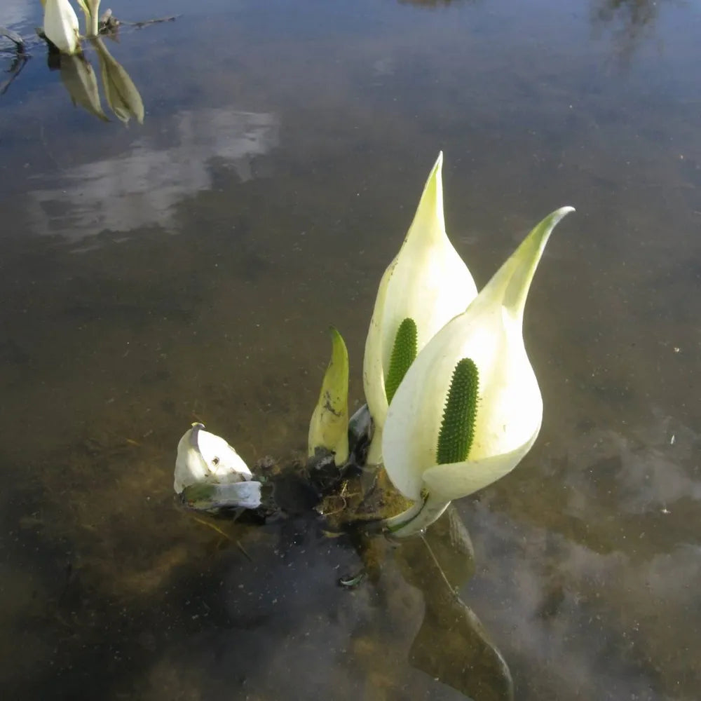 Lysichiton camtschatcensis | Asian (white) skunk cabbage | Marginal Plant