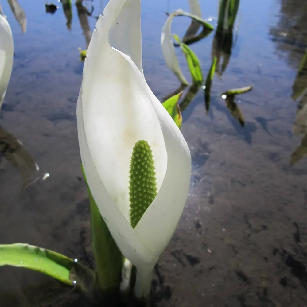 Lysichiton camtschatcensis | Asian (white) skunk cabbage | Marginal Plant