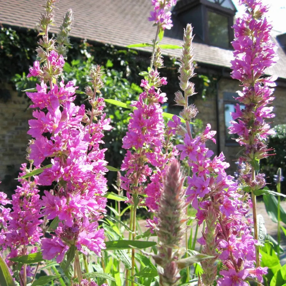 Lythrum salicaria | Purple loosestrife | Marginal Plant – Woven Wood