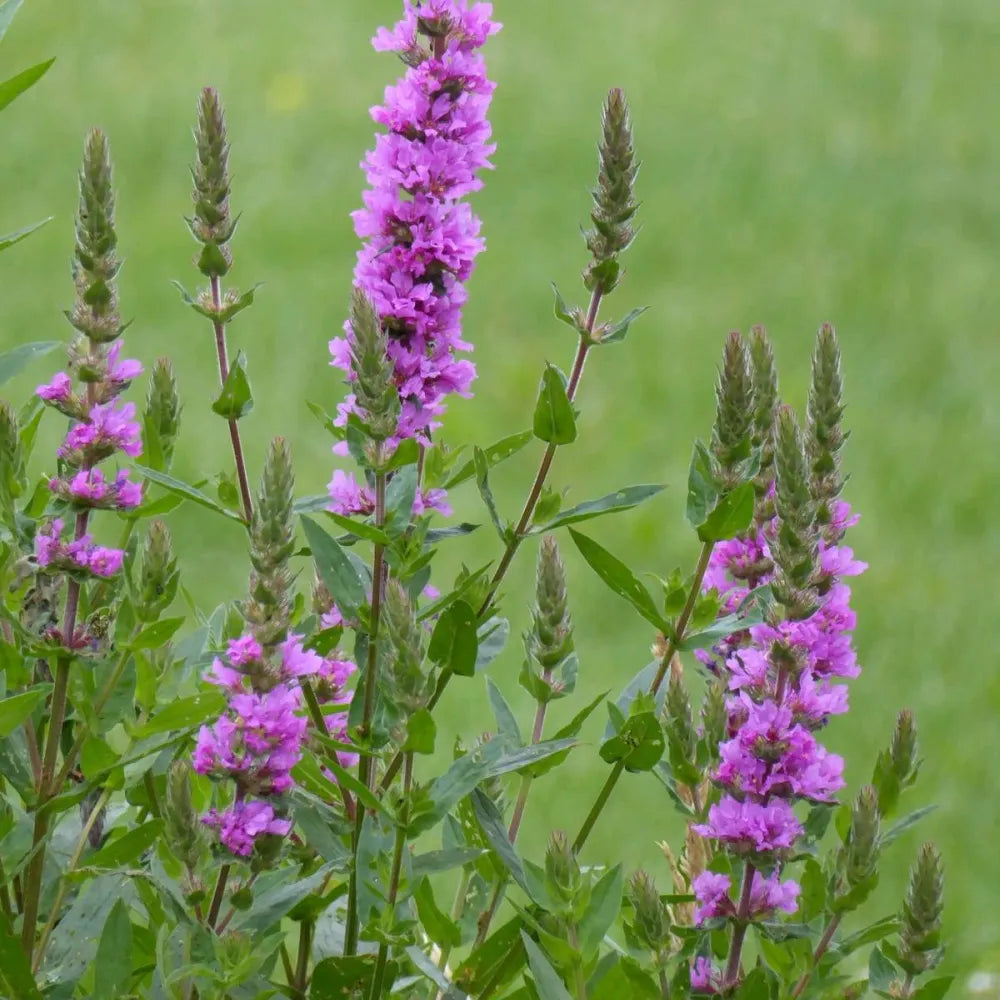 Lythrum salicaria | Purple loosestrife | Marginal Plant