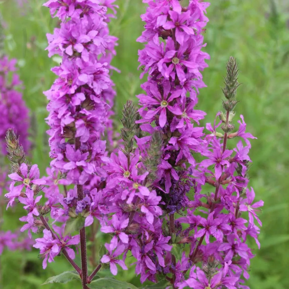 Lythrum salicaria | Purple loosestrife | Marginal Plant
