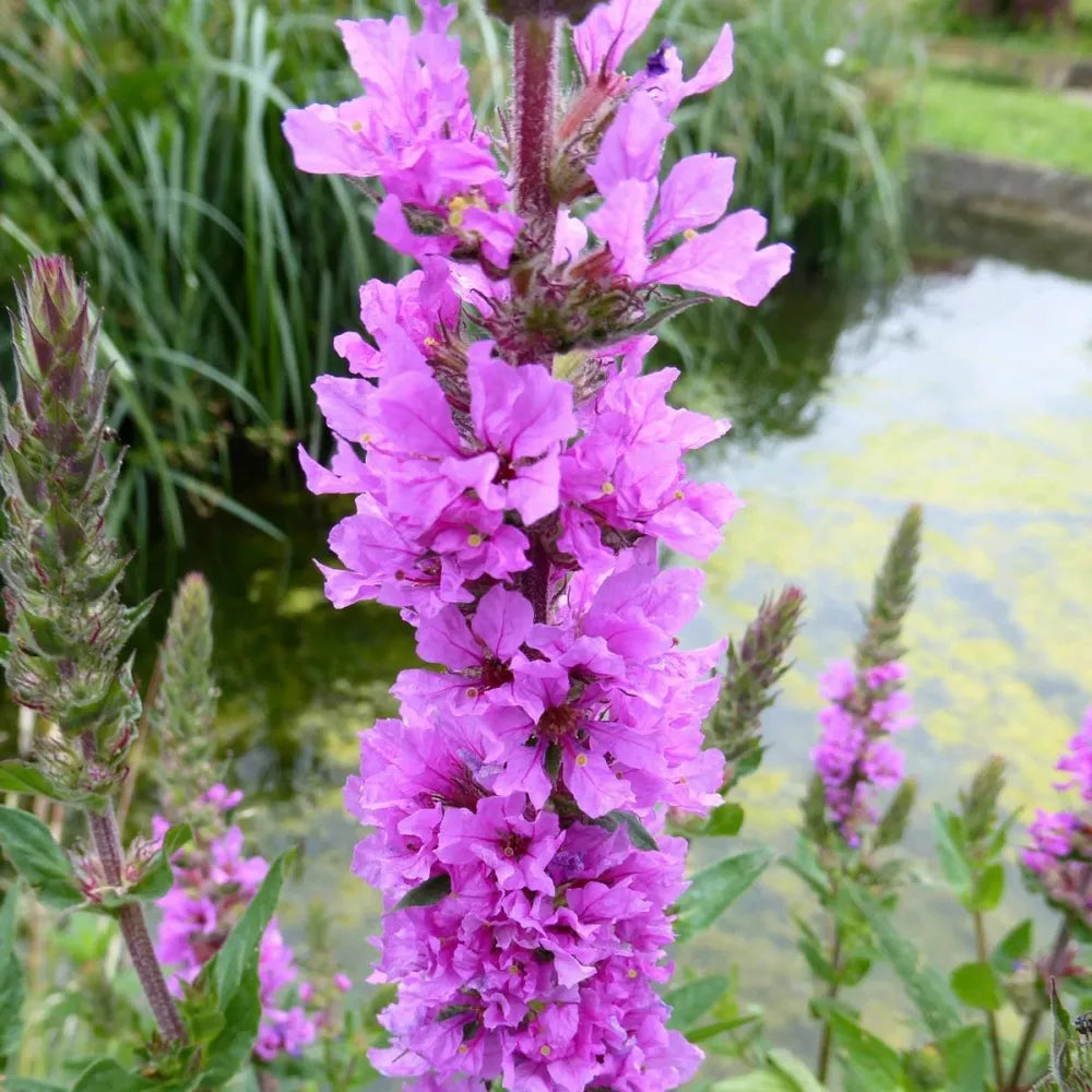 Lythrum salicaria | Purple loosestrife | Marginal Plant
