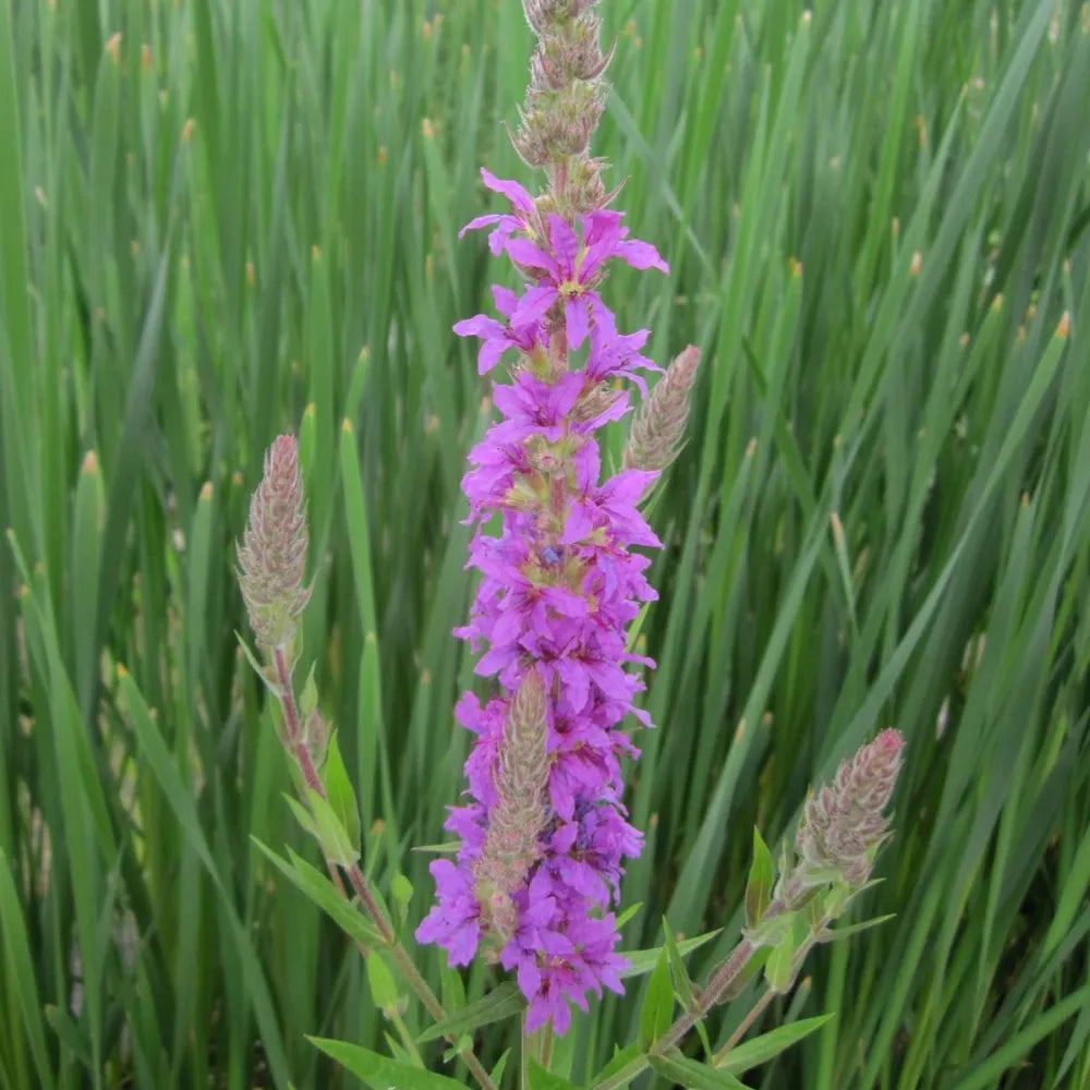 Lythrum salicaria | Purple loosestrife | Marginal Plant