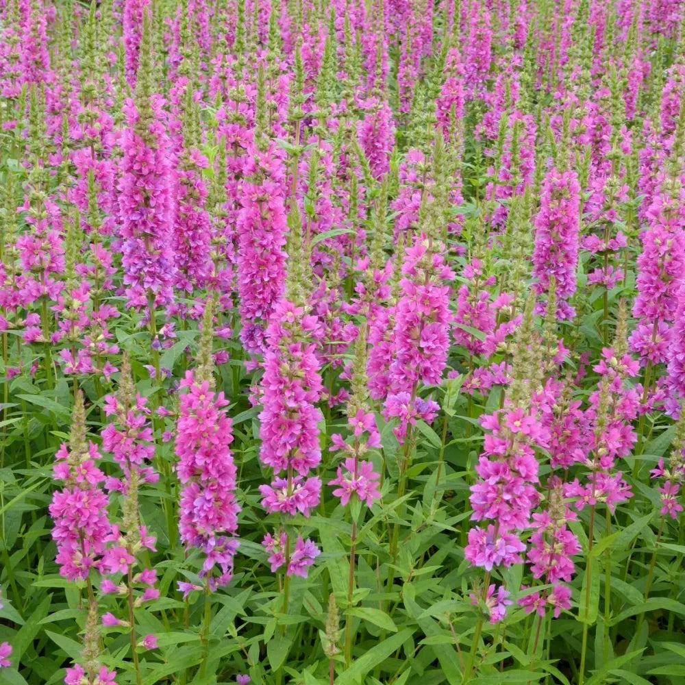 Lythrum salicaria ‘Robert’ | Purple loosestrife ‘Robert’ | Marginal Plant