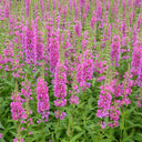 Lythrum salicaria ‘Robert’ | Purple loosestrife ‘Robert’ | Marginal Plant