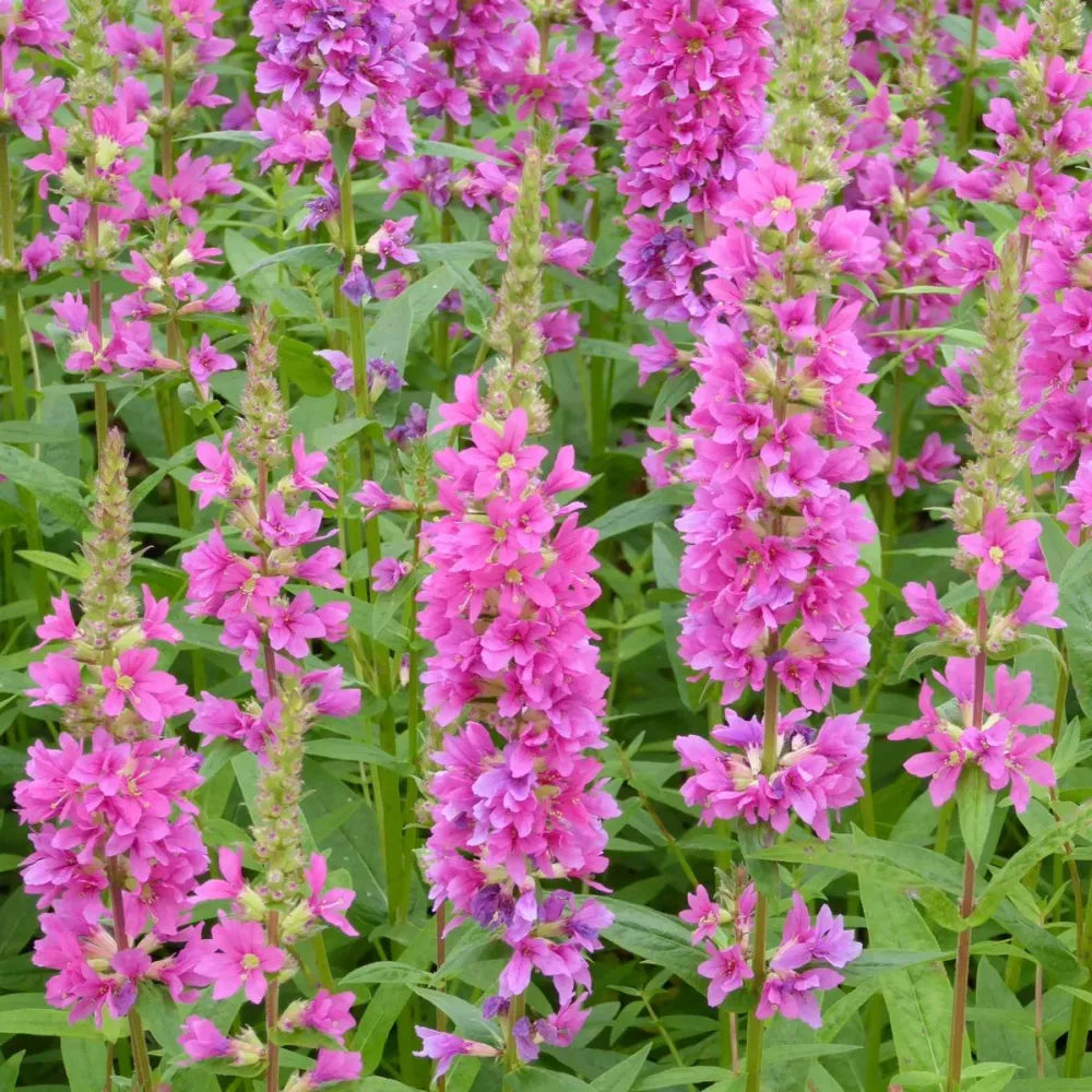 Lythrum salicaria ‘Robert’ | Purple loosestrife ‘Robert’ | Marginal Plant