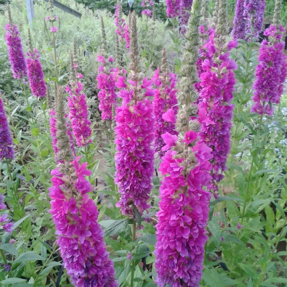 Lythrum salicaria ‘Robert’ | Purple loosestrife ‘Robert’ | Marginal Pl ...
