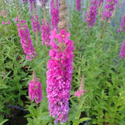 Lythrum salicaria ‘Robert’ | Purple loosestrife ‘Robert’ | Marginal Plant