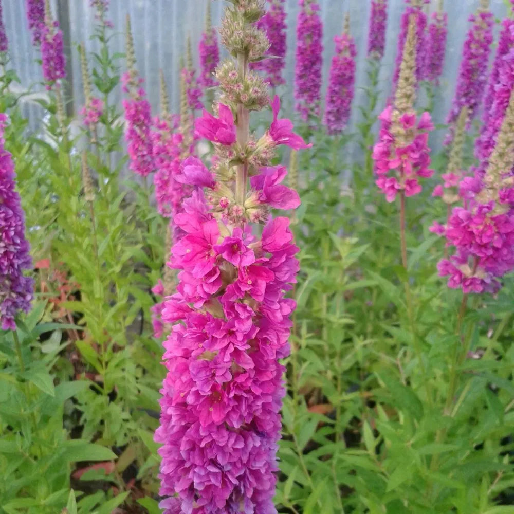 Lythrum salicaria ‘Robert’ | Purple loosestrife ‘Robert’ | Marginal Plant