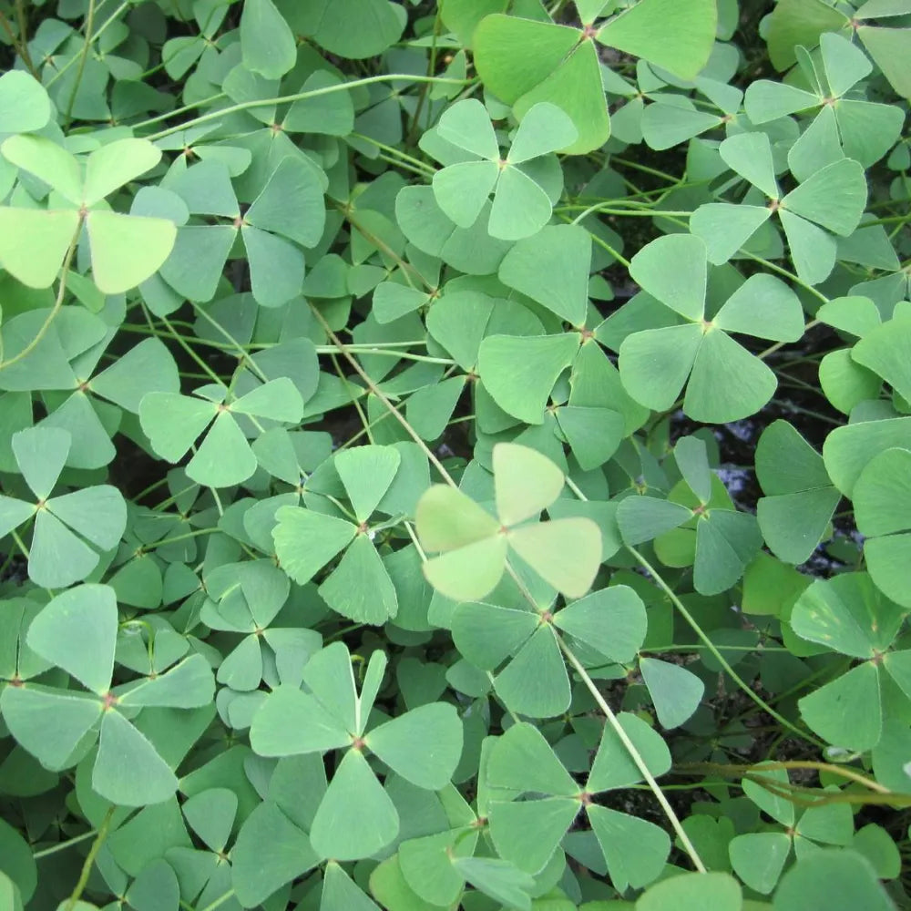 Garden Screening