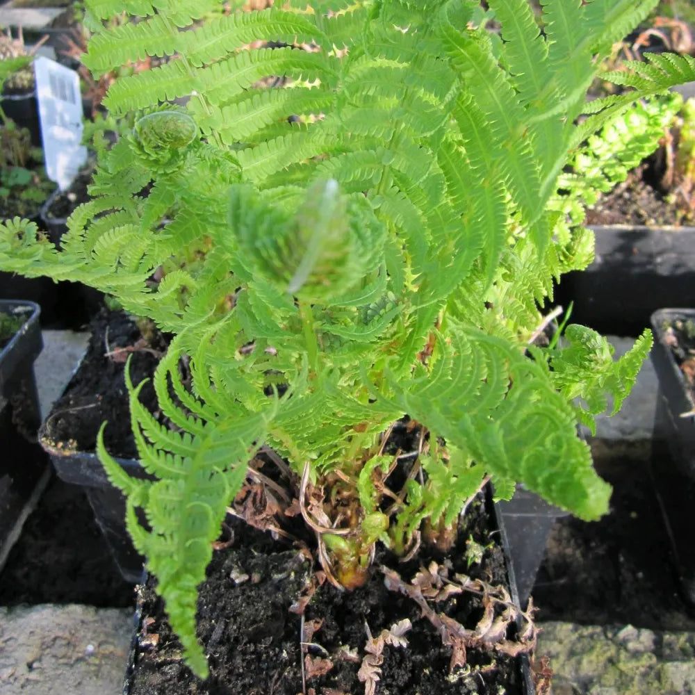 Matteuccia struthiopteris | Ostrich fern | Pond Side Plant