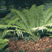 Matteuccia struthiopteris | Ostrich fern | Pond Side Plant